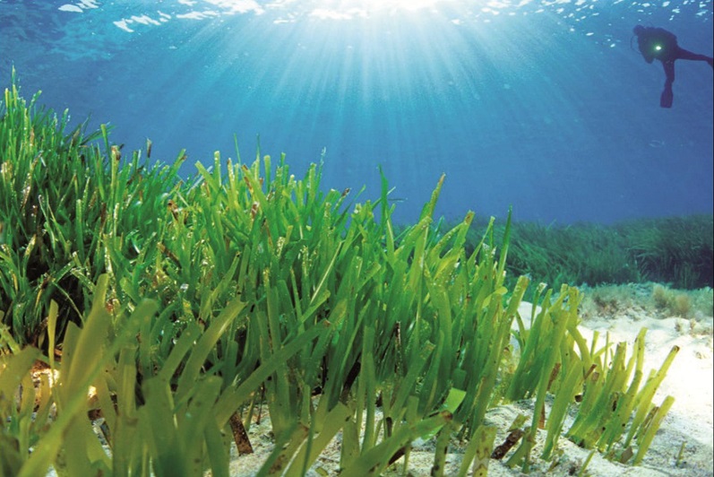 Ciencia, naturaleza, deporte y cultura para proteger la Posidonia Oceánica